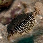 Boxfish-Hole in the Wall